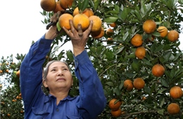 Trồng cam giúp nông dân tăng thu nhập
